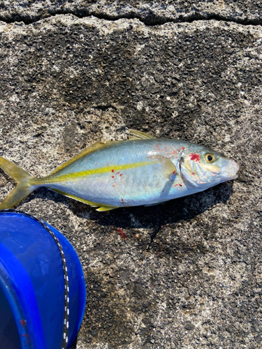 シマアジの釣果