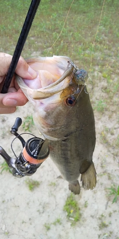 ブラックバスの釣果