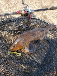 アイナメの釣果