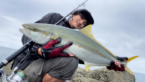 ヒラマサの釣果