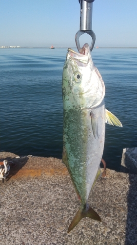 イナダの釣果