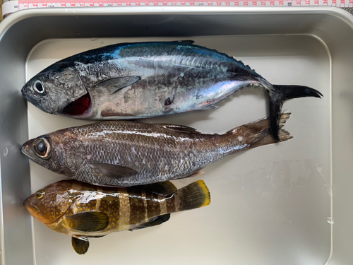 カツオの釣果