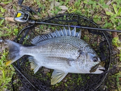 キビレの釣果