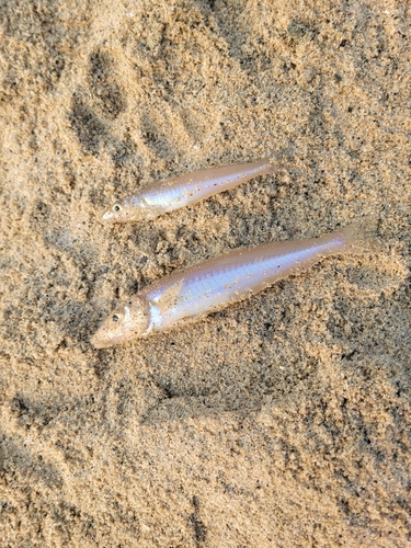 キスの釣果