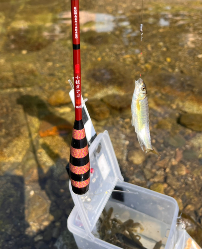 オイカワの釣果