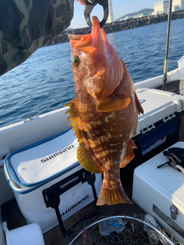 アコウの釣果