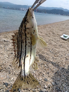 シマイサキの釣果