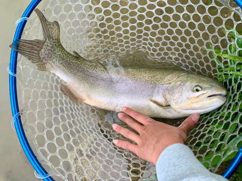 ニジマスの釣果