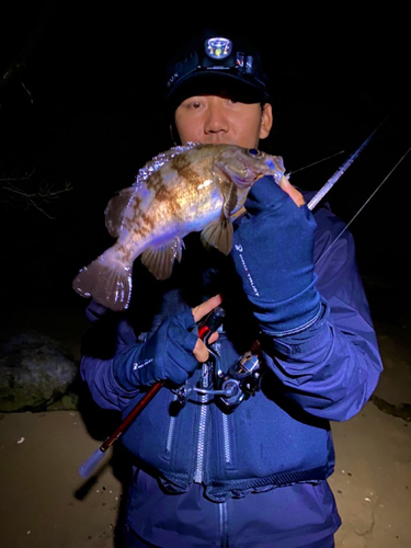 ウスメバルの釣果