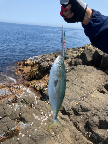 イナダの釣果