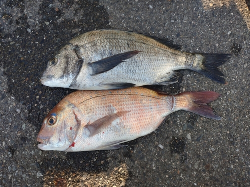 クロダイの釣果