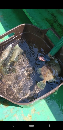 カワハギの釣果