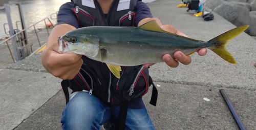 イナダの釣果