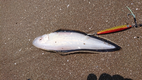 シタビラメの釣果