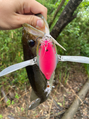 ラージマウスバスの釣果