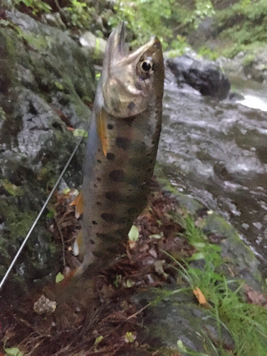 ヤマメの釣果