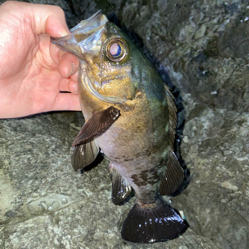 クロメバルの釣果