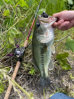 ブラックバスの釣果