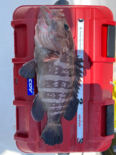 マハタの釣果