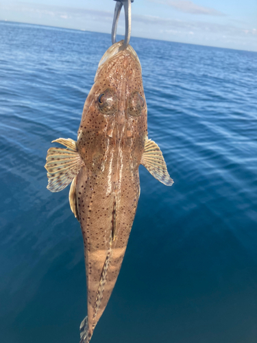 ワニゴチの釣果