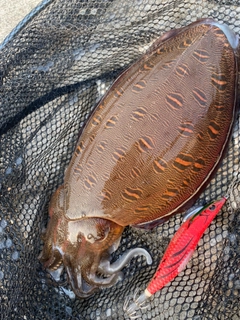 コウイカの釣果