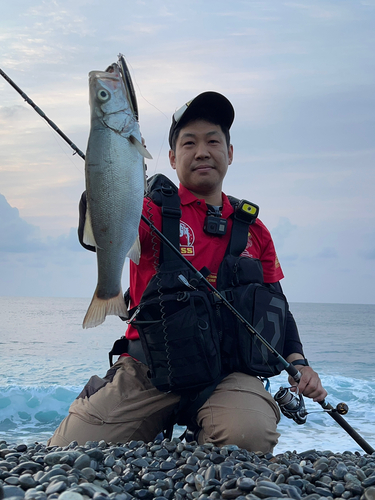 ヒラスズキの釣果