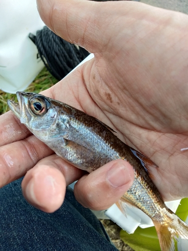 ムツの釣果