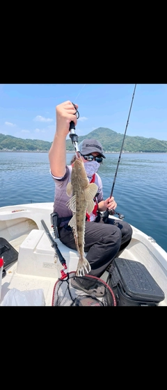 マゴチの釣果