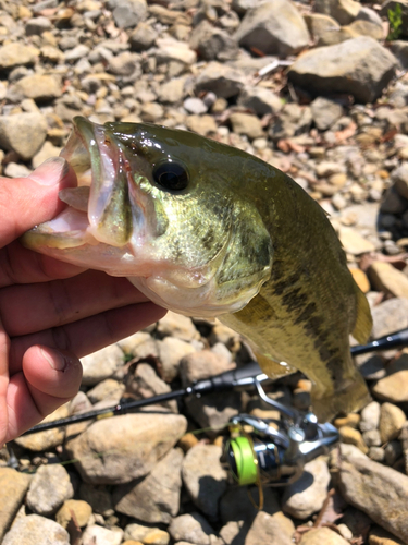 ラージマウスバスの釣果