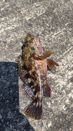 タケノコメバルの釣果