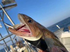 マエソの釣果