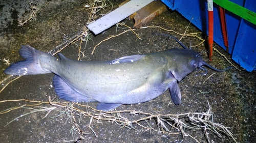 アメリカナマズの釣果