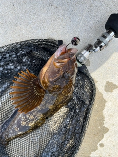 アイナメの釣果