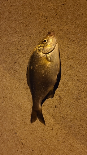 ウミタナゴの釣果