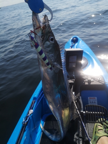 タチウオの釣果