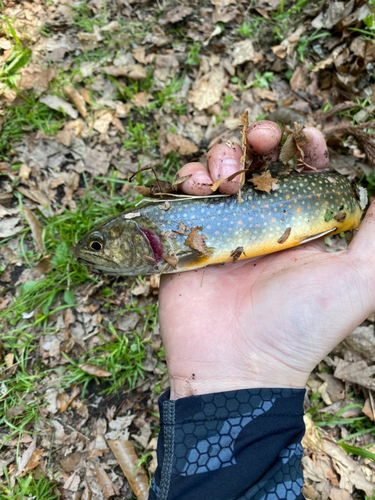 ヤマメの釣果