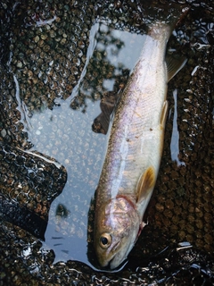 イワナの釣果