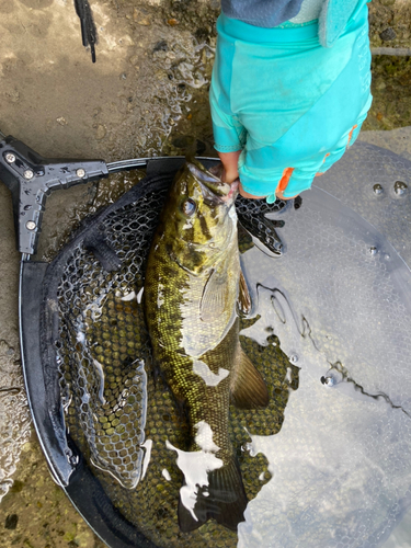 スモールマウスバスの釣果