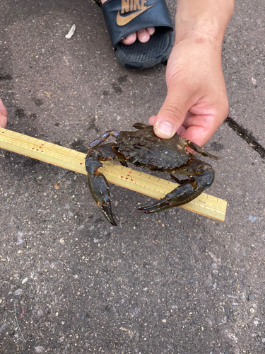 ワタリガニの釣果