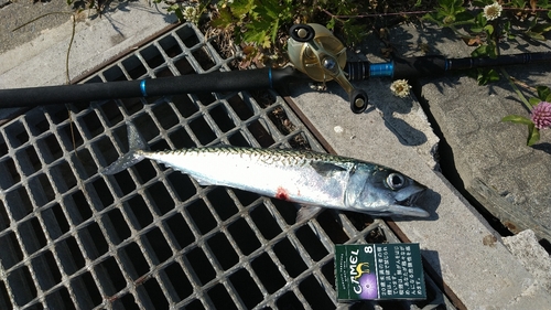 サバの釣果