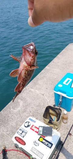 カサゴの釣果