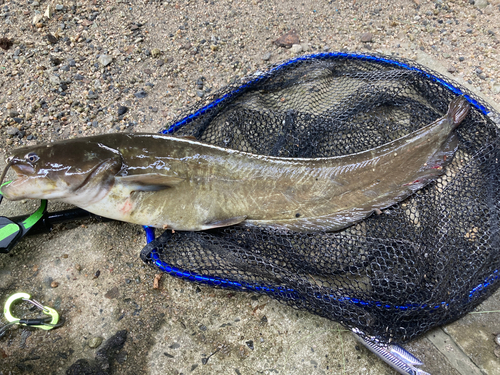 ナマズの釣果