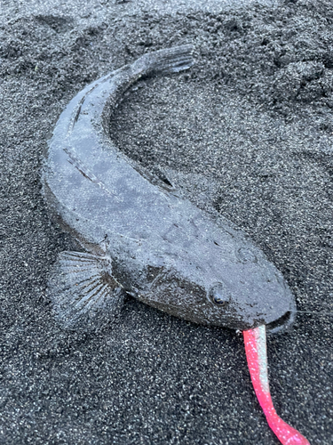 マゴチの釣果