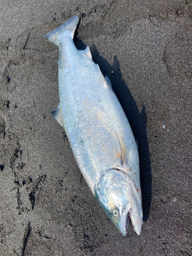 サクラマスの釣果