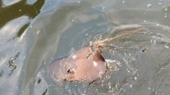 アカエイの釣果