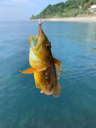 アナハゼの釣果