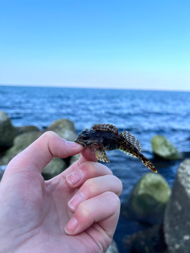 アゴハゼの釣果