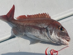 マダイの釣果