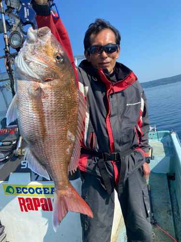 マダイの釣果