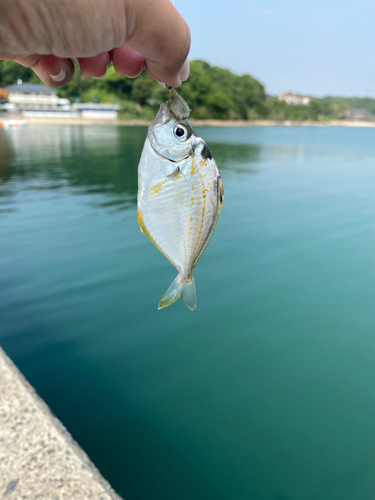 ヒイラギの釣果